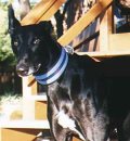 Cody, aka Garths' Bookin