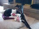 Mokie