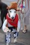 cowboyhound_costume