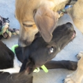 pupsplayclose pupsplayclose