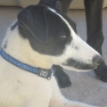 bluepawsfaceside bluepawsfaceside