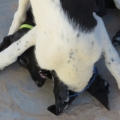 bluepawsgreen (2) bluepawsgreen (2)