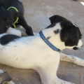 bluepawsgreen bluepawsgreen