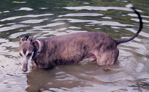 Eli in the water