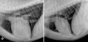 Xray of enlarged heart