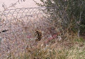 Poop on a wire fence.