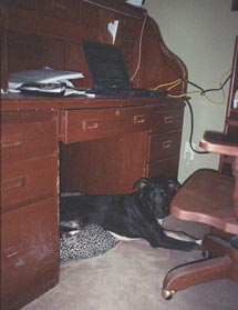 Clyde under my desk.