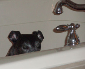 Dog in tub