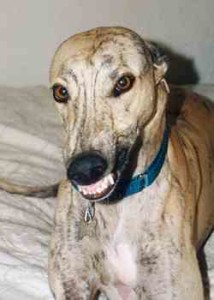 smiling greyhound