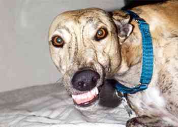 smiling greyhound