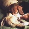 Nick the greyhound & Sherman the beagle