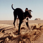 Clyde plays in sand