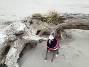 Dog & Driftwood